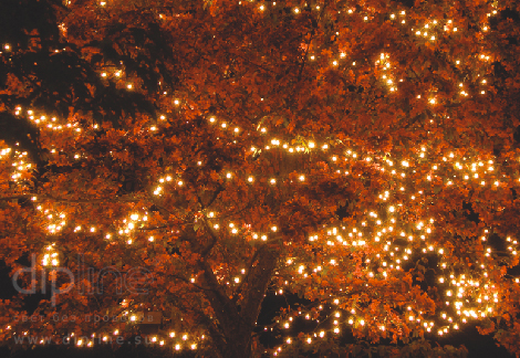 Композиция NC40